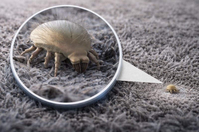 塵蟎大小肉眼看得到嗎?一篇教你如何判斷家中有塵蟎 2 dust mite